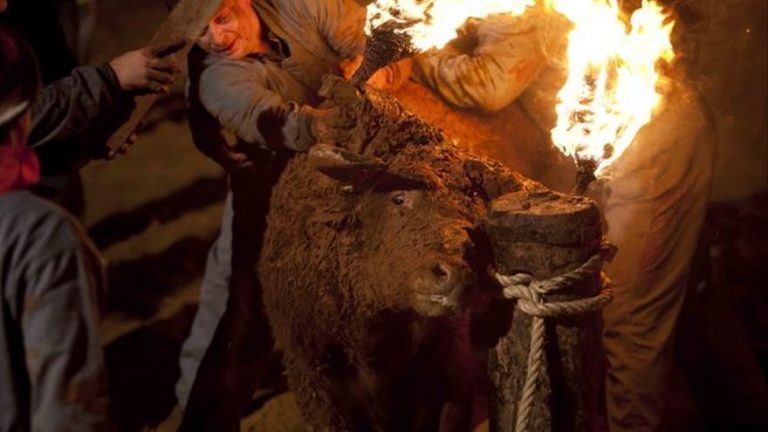 Los ‘bous al carrer’ dejan 31 muertos y más de 5.400 heridos desde 2014 en la Comunitat Valenciana